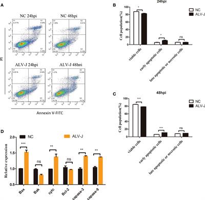 Chicken CH25H inhibits ALV-J replication by promoting cellular autophagy